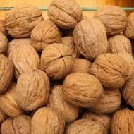 Саджанець Горіх щеплений Подільський в контейнері